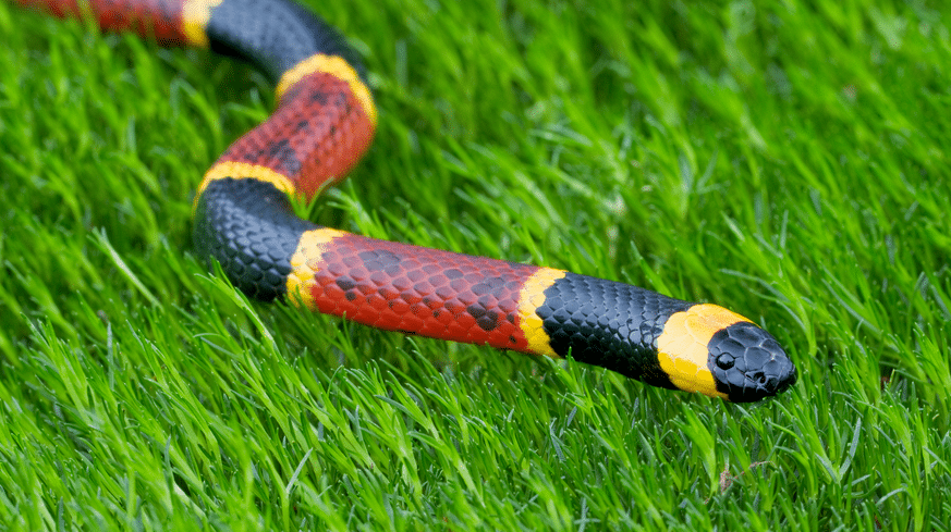 Serpent Corail dans l'herbe