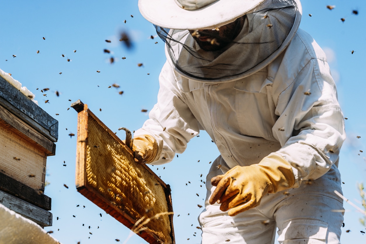 un apiculteur récoltant du miel