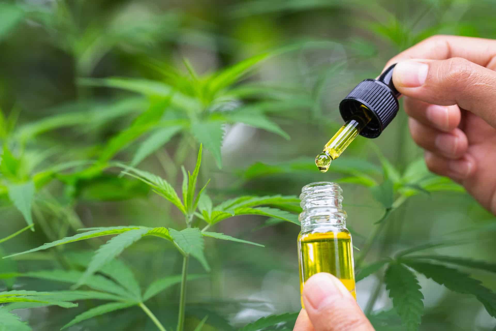 CBD : flacon d'huile de CBD sur fond naturel apaisant