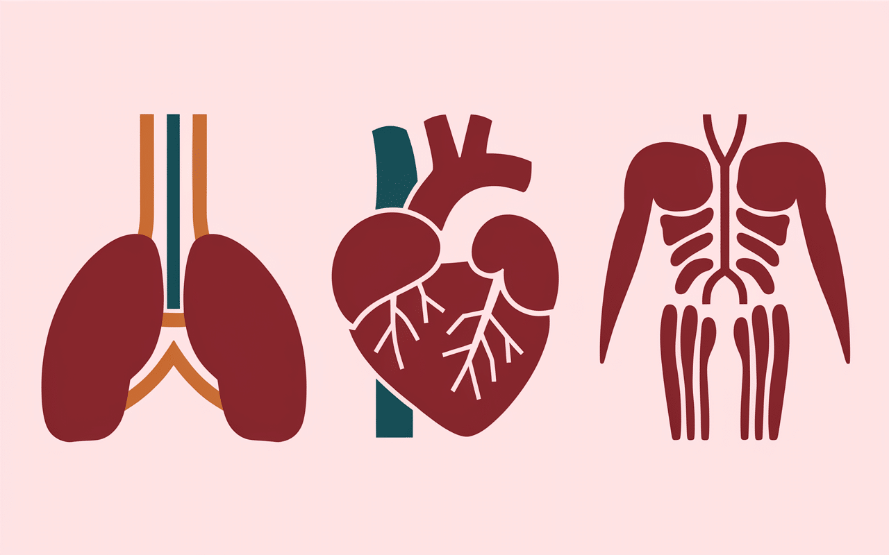 Schéma poumons cœur muscles, flux oxygène VO2 max