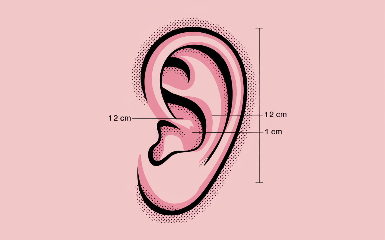 schema localisation lobe oreille